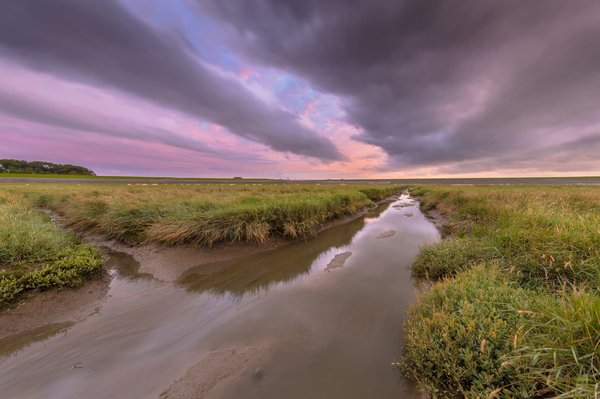 Welche Methoden gibt es, um meinem Hund das Graben im Garten abzugewöhnen?